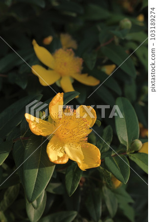 Western golden plum 103189274