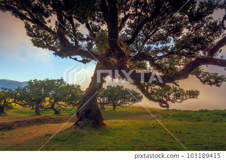 Fanal forest , old mystical tree in Madeira island, Unesco 103189415