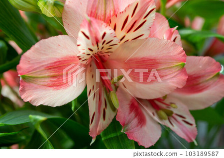 A bouquet of flowers from the flower market A bouquet of flowers from the flower market 103189587