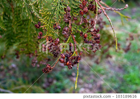 A tree with many small berries on it 103189616