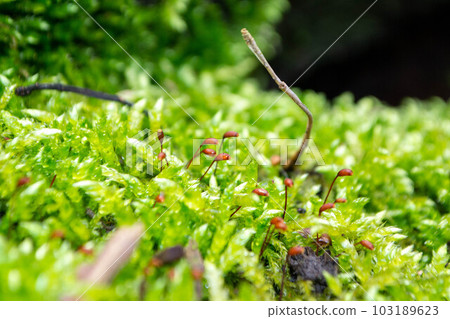 A tree trunk with moss on it and a sky background 103189623