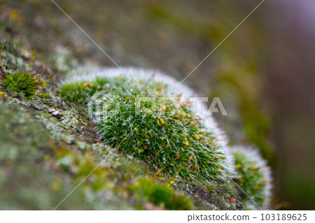 A tree trunk with moss on it and a sky background 103189625