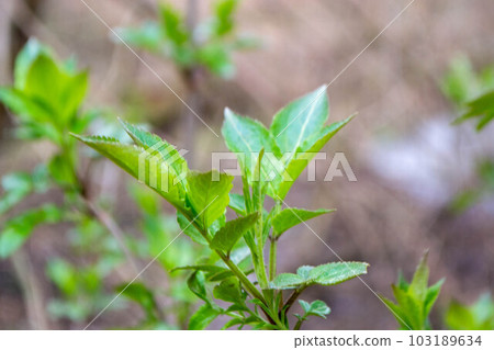 A tree branch with green leaves and the word maple on it 103189634