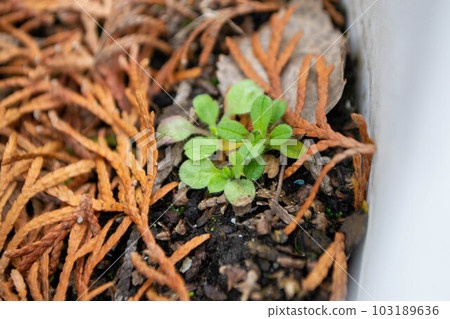 A plant that is in a container with some leaves and twigs. A plant that is in a container with some leaves and twigs. 103189636