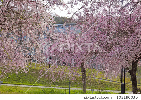 Canola flowers and cherry blossoms at Kudamatsu Sports Park 103190039