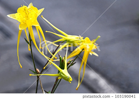 Yellow cultivar Odamaki (ramie) Yellow cultivar Odamaki (ramie) 103190041
