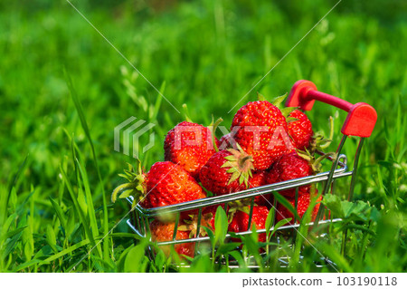 Fresh strawberries in a cart on the background of nature. Happy shopping concept. Summer background Fresh strawberries in a cart on the background of nature. Happy shopping concept. Summer background 103190118