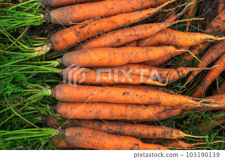 Bunches of orange carrots with green tops. Background of ripe carrot after harvest. Selective focus with space for text Bunches of orange carrots with green tops. Background of ripe carrot after harvest. Selective focus with space for text 103190139