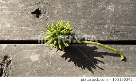 Mysterious fruit 103190342