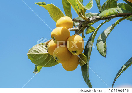 枇杷果,枇杷樹,收穫的枇杷果,果樹,水果圖片素材 103190456