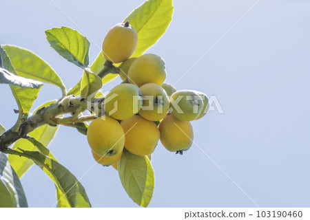 枇杷果,枇杷樹,收穫的枇杷果,果樹,水果圖片素材 枇杷果,枇杷樹,收穫的枇杷果,果樹,水果圖片素材 103190460