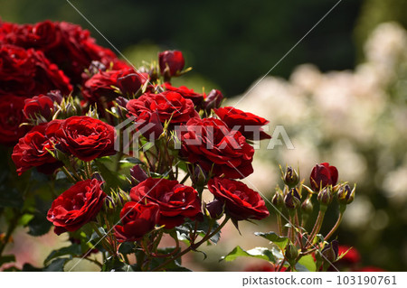 A bright red rose that blooms like a bouquet A bright red rose that blooms like a bouquet 103190761