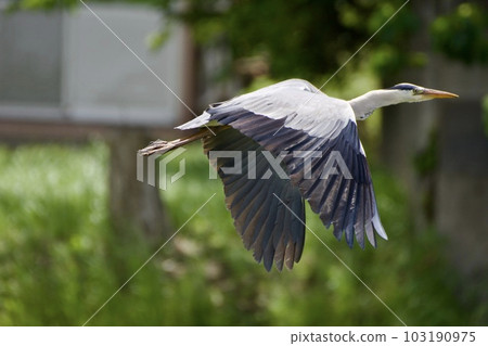 Gray heron heron / Japan 103190975