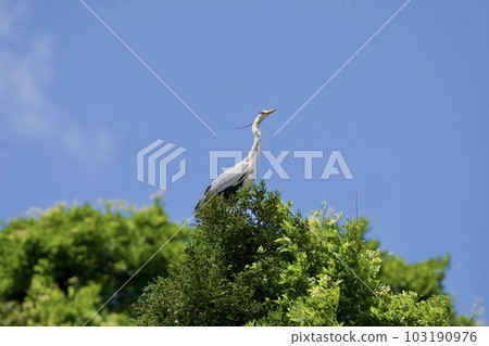 Gray heron heron / Japan 103190976