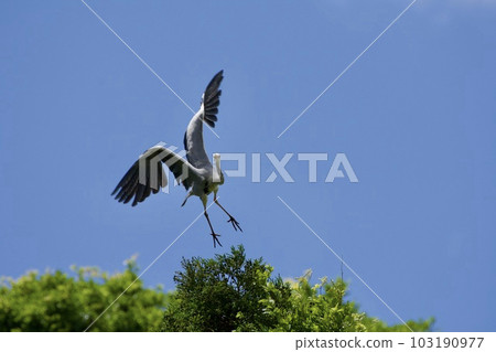 Gray heron heron / Japan 103190977