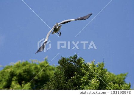 Gray heron heron / Japan 103190978