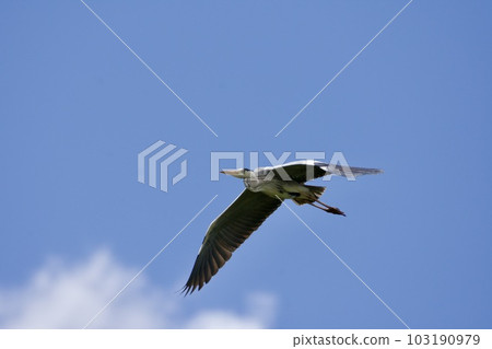 Gray heron heron / Japan 103190979