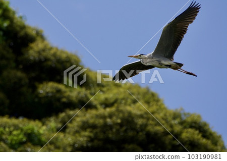 Gray heron heron / Japan 103190981