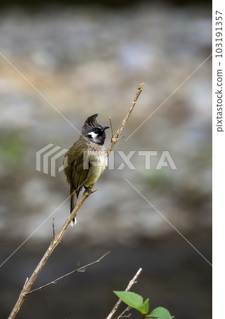 Himalayan bulbul or white cheeked bulbul or Pycnonotus leucogenys bird closeup perched on branch at dhikala jim corbett national park uttarakhand india asia 103191357