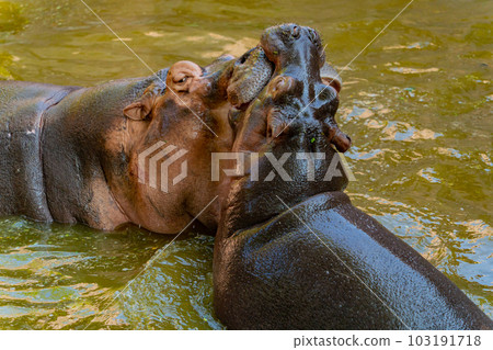 Hippos in the water. Hippos in the water. 103191718