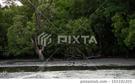 Green mangrove forest and mudflat at the coast. Mangrove ecosystem. Natural carbon sinks. Mangroves capture CO2 from atmosphere. Blue carbon ecosystems. Mangroves absorb carbon dioxide emissions. 103192203