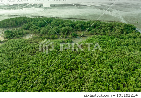 Green mangrove forest capture carbon dioxide. Net zero emissions. Mangroves capture CO2 from atmosphere. Blue carbon ecosystems. Aerial view mangrove trees and mudflat coastal. Natural carbon sinks. 103192214