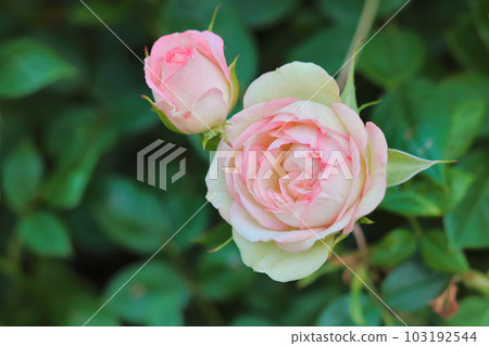 Pink rose Pink rose 103192544