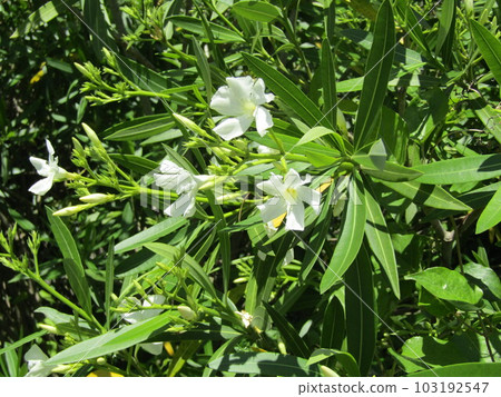 The white summer flowers that have already started to bloom are oleander flowers The white summer flowers that have already started to bloom are oleander flowers 103192547