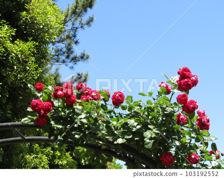 Red roses at Sanyang Medea Flower Museum Red roses at Sanyang Medea Flower Museum 103192552