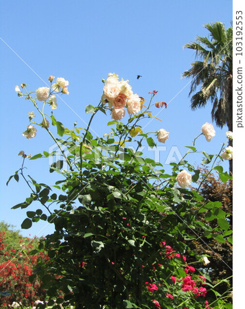 三陽傳媒花卉博物館的白玫瑰 三陽傳媒花卉博物館的白玫瑰 103192553