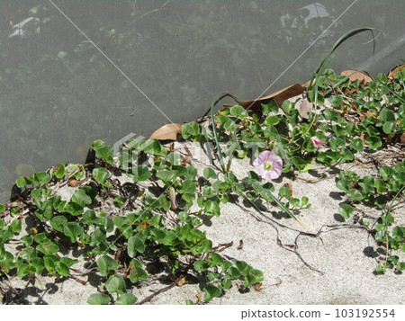 Bindweed on the Inage coast Bindweed on the Inage coast 103192554