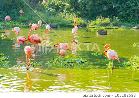 Pink flamingos. Pink flamingos. 103192588