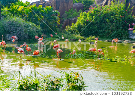 Pink flamingos. Pink flamingos. 103192728