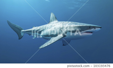 Ocean shark bottom view from below. Open toothy dangerous mouth with many teeth. Underwater blue sea waves clear water shark swims Ocean shark bottom view from below. Open toothy dangerous mouth with many teeth. Underwater blue sea waves clear water shark swims 103193476