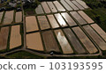 Rice paddy field 103193595