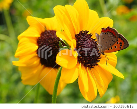 Red hemlock sucking nectar from a sunflower flower Red hemlock sucking nectar from a sunflower flower 103193612
