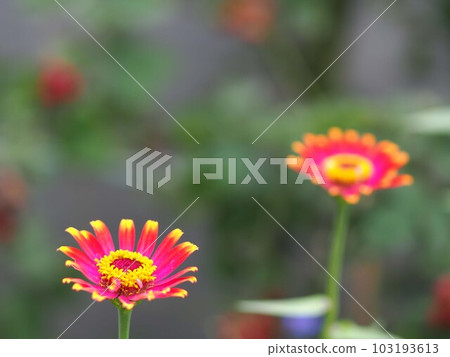 Hinaki之花 103193613