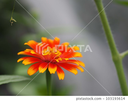 Hinaki之花 Hinaki之花 103193614
