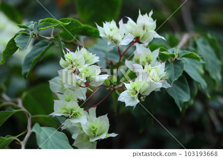 Flowers full of tropical characteristics Flowers full of tropical characteristics 103193668