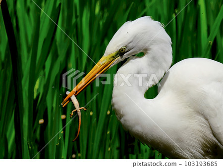 Yay, the white heron caught a feast lizard Yay, the white heron caught a feast lizard 103193685