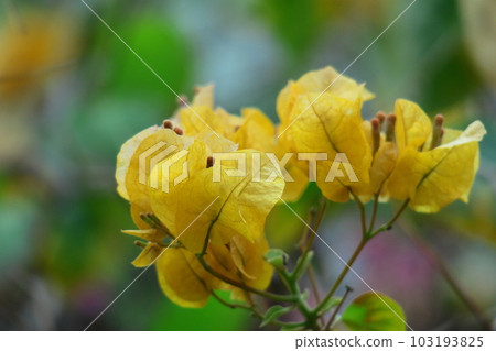 Flowers full of tropical characteristics Flowers full of tropical characteristics 103193825