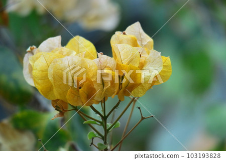 Flowers full of tropical characteristics Flowers full of tropical characteristics 103193828