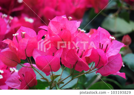 Flowers full of tropical characteristics Flowers full of tropical characteristics 103193829