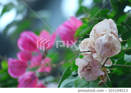 充滿熱帶特色的花朵 103194013