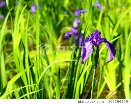 A colony of purple Towaka A colony of purple Towaka 103194239