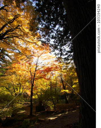 Autumn leaves shining in the dark forest Autumn leaves shining in the dark forest 103194240