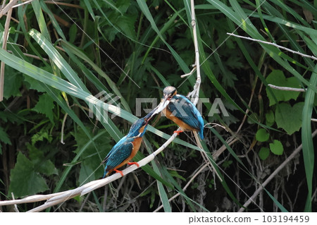 Kingfisher giving food Kingfisher giving food 103194459