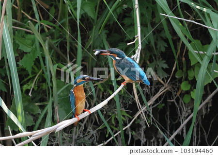 翠鳥給食物 翠鳥給食物 103194460