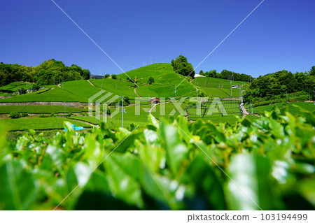 New tea season at Wazuka Stone Temple, a landscape asset of Kyoto Prefecture 103194499