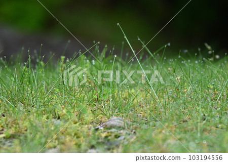 青草覆蓋著晨露 青草覆蓋著晨露 103194556